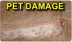 Pet Damage